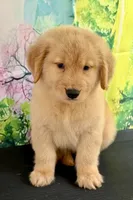 Lucero, a female Golden Retriever for sale in Miami, FL – 1 of 5