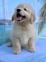Mario, a male Golden Retriever for sale in Miami, FL – 2 of 4