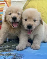 Mario, a male Golden Retriever for sale in Miami, FL – 5 of 5