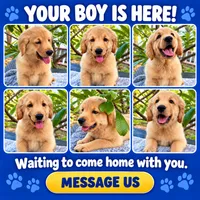 COOPER, a male Golden Retriever for sale in Miami, FL – 6 of 6