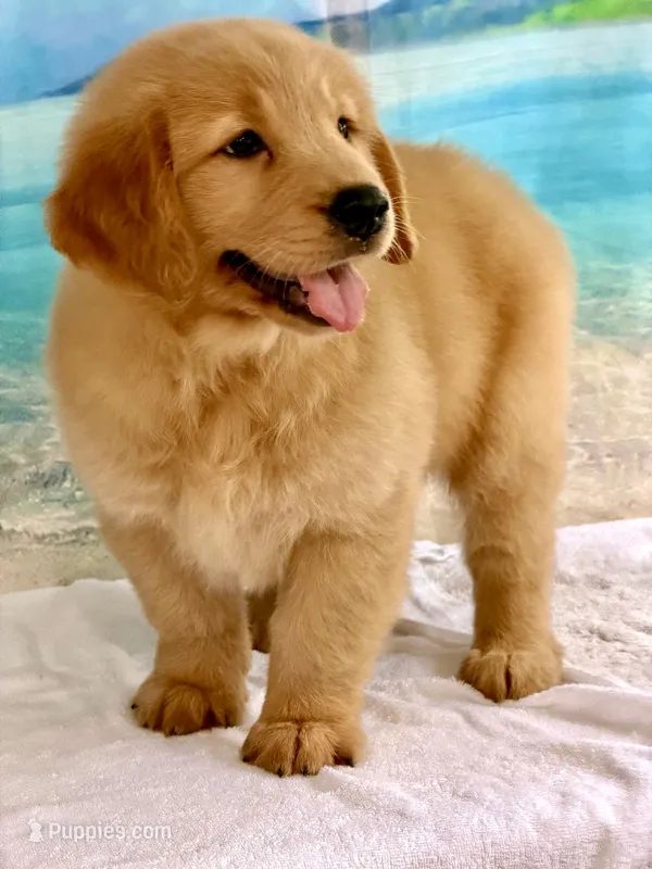 Milo – Golden Retriever puppy for sale in Miami, FL