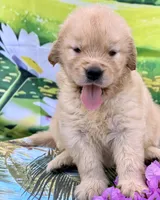 Nala, a female Golden Retriever for sale in Miami, FL – 3 of 5