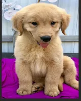 Lacy, a female Golden Retriever for sale in Miami, FL – 2 of 5