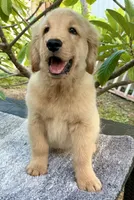 Sky, a male Golden Retriever for sale in Miami, FL – 4 of 5