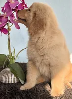 Sofi, a female Golden Retriever for sale in Miami, FL – 2 of 4