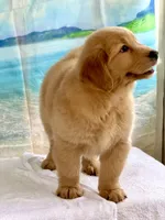 Milo, a male Golden Retriever for sale in Miami, FL – 4 of 5
