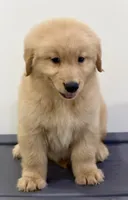 Sam, a male Golden Retriever for sale in Miami, FL – 1 of 5