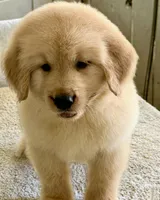Nala, a female Golden Retriever for sale in Miami, FL – 2 of 4
