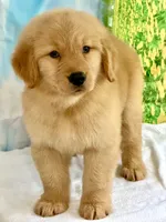 Lucero, a female Golden Retriever for sale in Miami, FL – 5 of 5