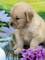 Nala, a female Golden Retriever for sale in Miami, FL – 4 of 5