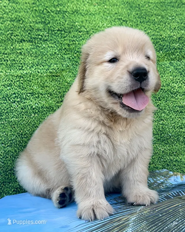 Cooper – Golden Retriever puppy for sale in Miami, FL