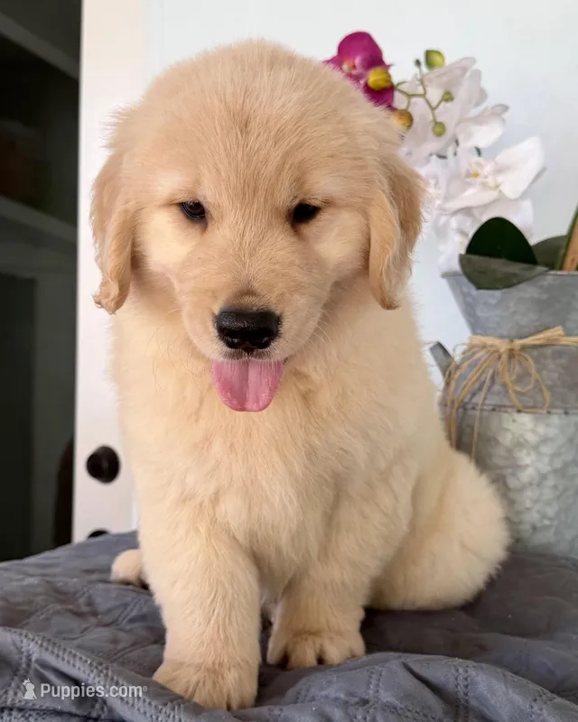 Linda – Golden Retriever puppy for sale in Miami, FL