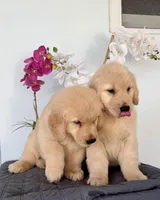 Linda, a female Golden Retriever for sale in Miami, FL – Photo 7 of 7