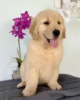 Linda, a female Golden Retriever for sale in Miami, FL – Photo 2 of 7