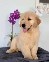 Linda, a female Golden Retriever for sale in Miami, FL – Photo 3 of 7