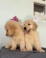 Linda, a female Golden Retriever for sale in Miami, FL – Photo 6 of 7