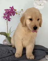 Linda, a female Golden Retriever for sale in Miami, FL – Photo 5 of 7