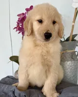 Linda, a female Golden Retriever for sale in Miami, FL – Photo 4 of 7