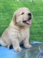 Cooper, a male Golden Retriever for sale in Miami, FL – 3 of 5