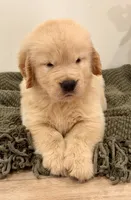 Simba, a male Golden Retriever for sale in Miami, FL – 3 of 6