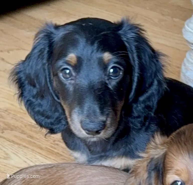 Jett - AKC Black and Tan – Miniature Dachshund puppy for sale in Lanexa, VA