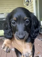 Bear - AKC Black and Tan, a male Miniature Dachshund for sale in Lanexa, VA – 2 of 5