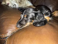 Jett - AKC Black and Tan, a male Miniature Dachshund for sale in Lanexa, VA – 6 of 7