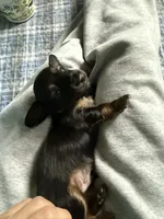 Bear - AKC Black and Tan, a male Miniature Dachshund for sale in Lanexa, VA – 4 of 5