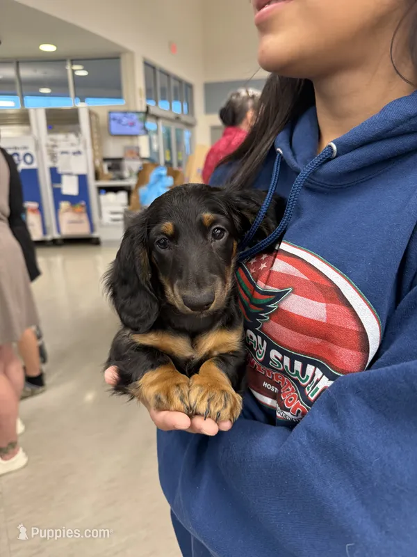 Jett - AKC Black and Tan – Miniature Dachshund puppy for sale in Lanexa, VA