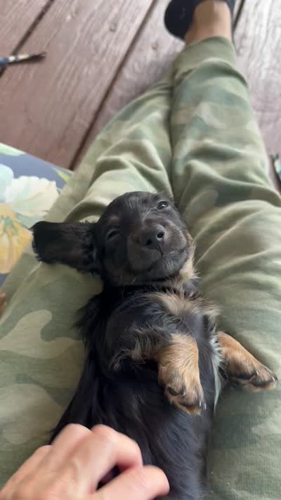 Bear - AKC Black and Tan, a male Miniature Dachshund for sale in Lanexa, VA – 5 of 5