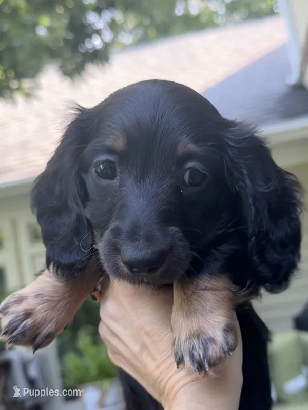 Bear - AKC Black and Tan – Miniature Dachshund puppy for sale in Lanexa, VA