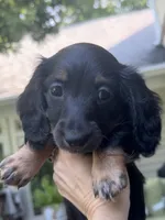 Bear - AKC Black and Tan, a male Miniature Dachshund for sale in Lanexa, VA – 1 of 5