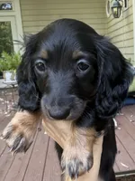 Bear - AKC Black and Tan, a male Miniature Dachshund for sale in Lanexa, VA – 3 of 5