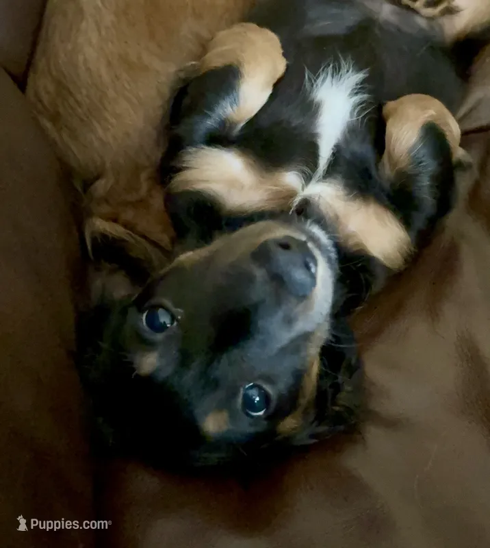 Jett - AKC Black and Tan – Miniature Dachshund puppy for sale in Lanexa, VA