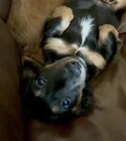 Jett - AKC Black and Tan, a male Miniature Dachshund for sale in Lanexa, VA – 1 of 7