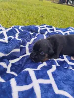6/21 f3, a male Boxer for sale in Sorrento, FL – 2 of 8