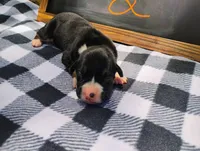 6/21 f2, a female Boxer for sale in Sorrento, FL – 6 of 6