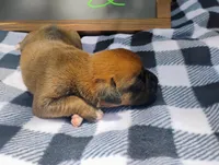 6/21 m2, a male Boxer for sale in Sorrento, FL – 6 of 7