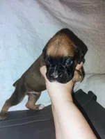 processed/525d7e86-55d3-4ab4-8515-d1db3632701d/listing/1fa33802-abc6-40e2-8d6f-d7fb34ff609c/2603fa31-5b6a-40ee-8654-d5cc64cc160a