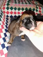 processed/525d7e86-55d3-4ab4-8515-d1db3632701d/listing/1fa33802-abc6-40e2-8d6f-d7fb34ff609c/87930e30-5172-4a2f-89ba-f5fa397356b9