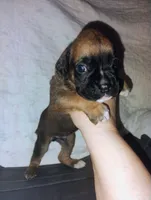 processed/525d7e86-55d3-4ab4-8515-d1db3632701d/listing/1fa33802-abc6-40e2-8d6f-d7fb34ff609c/a2285ed9-3c38-4fa3-8dcb-b992a25bb14c