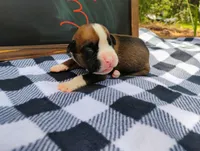6/21 m3, a male Boxer for sale in Sorrento, FL – 2 of 6