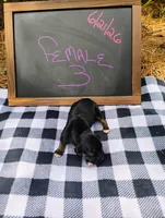 6/21 f3, a male Boxer for sale in Sorrento, FL – 4 of 8