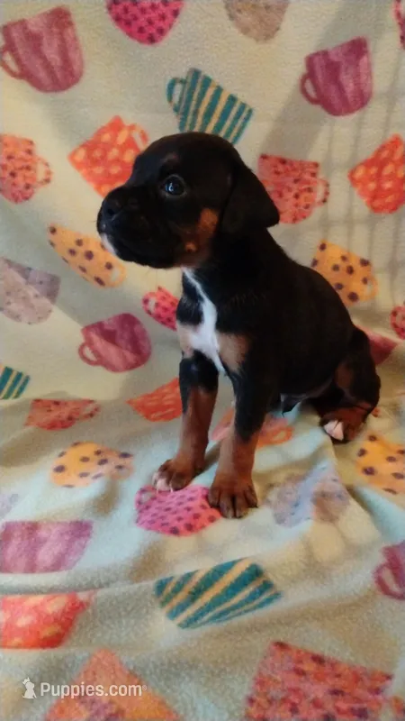 6/21 m1 – Boxer puppy for sale in Sorrento, FL