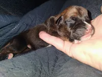 Red fawn male, a male Boxer for sale in Sorrento, FL – 5 of 5