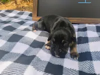 6/21 m1, a male Boxer for sale in Sorrento, FL – 4 of 6