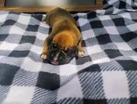 6/21 m2, a male Boxer for sale in Sorrento, FL – 3 of 7