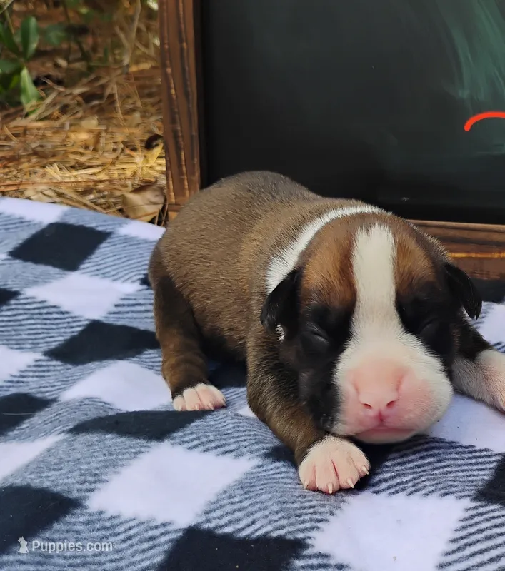 6/21 m3 – Boxer puppy on hold in Sorrento, FL