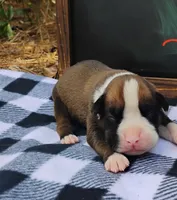 6/21 m3, a male Boxer for sale in Sorrento, FL – 1 of 6