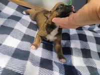 6/21 m2, a male Boxer for sale in Sorrento, FL – 5 of 7